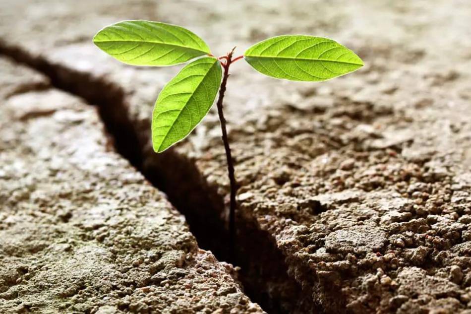 psicoterapia cognitivo-comportamentale