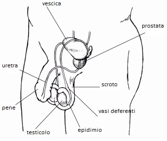 prevenire eiaculazione precoce